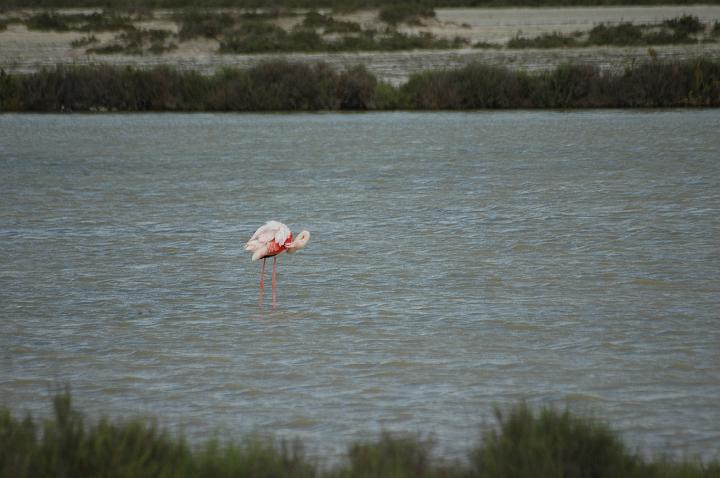camargue (1)